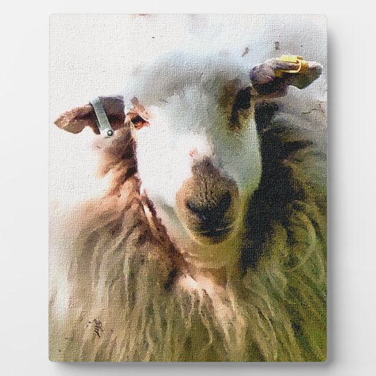 ZOEIEN SCHAAP FOTOPLAAT (Voorkant)