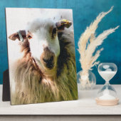 ZOEIEN SCHAAP FOTOPLAAT (Zijkant)