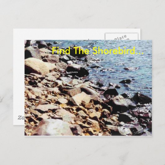 Zoek de Shorebird... Briefkaart (Voorkant / Achterkant)