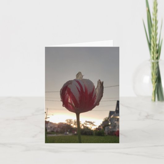 Zoek een echte baan, Hippie Kaart (Voorkant)