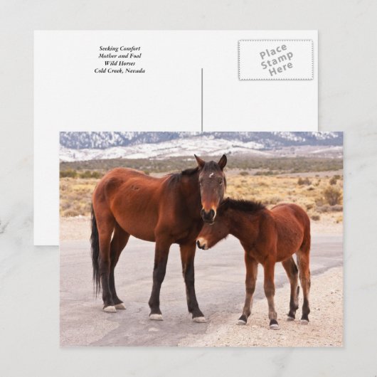 ZoekComfort Briefkaart (Voorkant / Achterkant)