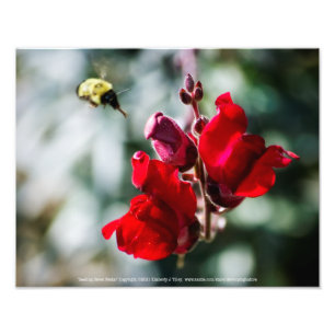 Zoekend Nectar Foto Afdruk