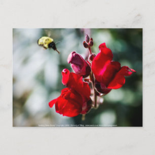 Zoekend Sweet Nectar Briefkaart