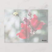 Zoekend Sweet Nectar Briefkaart (Achterkant)