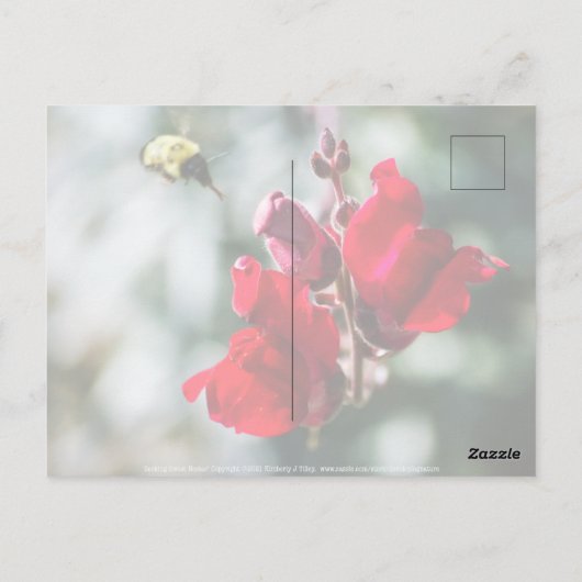 Zoekend Sweet Nectar Briefkaart (Achterkant)