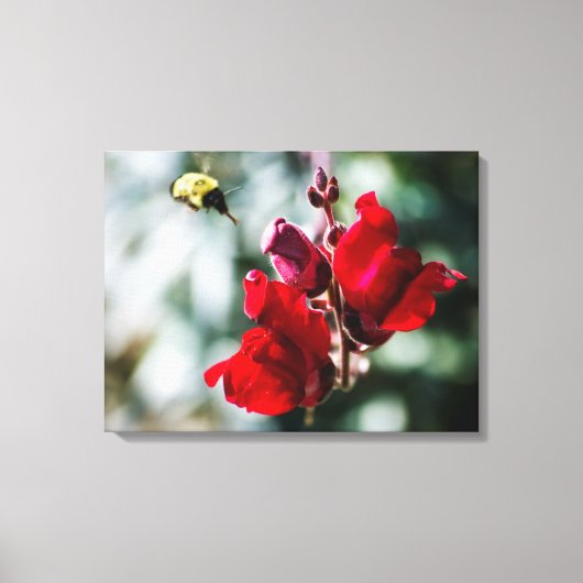 Zoekend Sweet Nectar Canvas Afdruk (Voorkant)