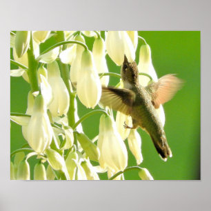 Zoemende Vogel Poster