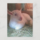 Zoe's Doelings Briefkaart (Voorkant)