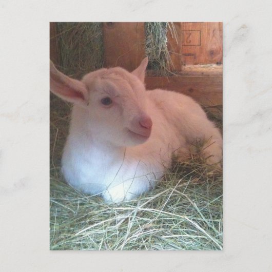 Zoe's Doelings Briefkaart (Voorkant)