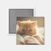Zoet kat blijf warm magneet (Voorkant / Achterkant)