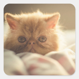 Zoet kat blijf warm vierkante sticker