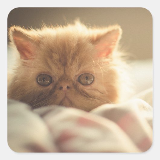 Zoet kat blijf warm vierkante sticker (Voorkant)