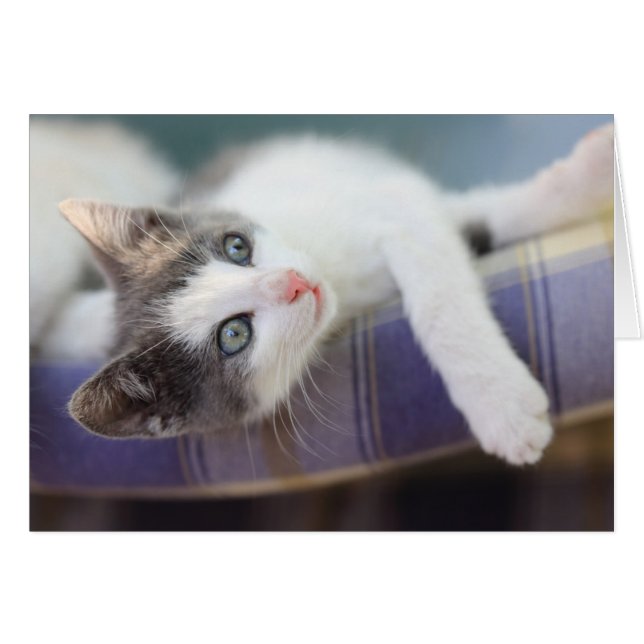 Zoet Kat in speldenstaaf (Voorkant Horizontaal)