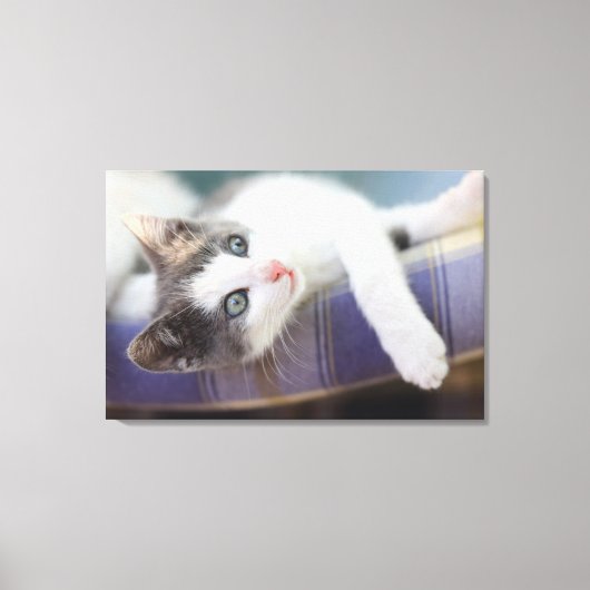 Zoet Kat in speldenstaaf Canvas Afdruk (Voorkant)