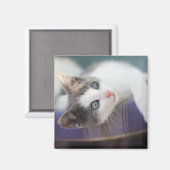 Zoet Kat in speldenstaaf Magneet (Voorkant / Achterkant)
