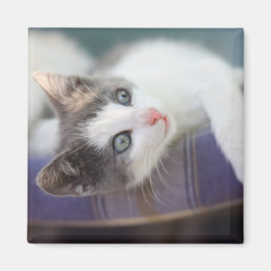 Zoet Kat in speldenstaaf Magneet (Voorkant)