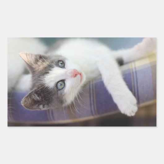 Zoet Kat in speldenstaaf Rechthoekige Sticker (Voorkant)