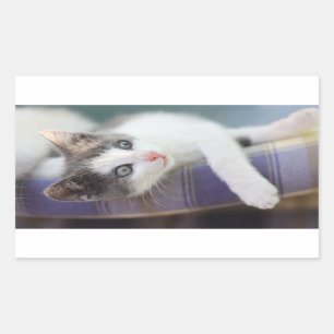 Zoet Kat in speldenstaaf Rechthoekige Sticker