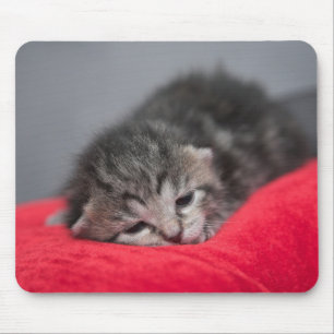 Zoet kat muismat