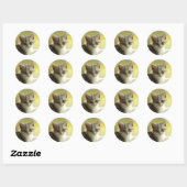 Zoet Kittengezicht Ronde Sticker (Vel)
