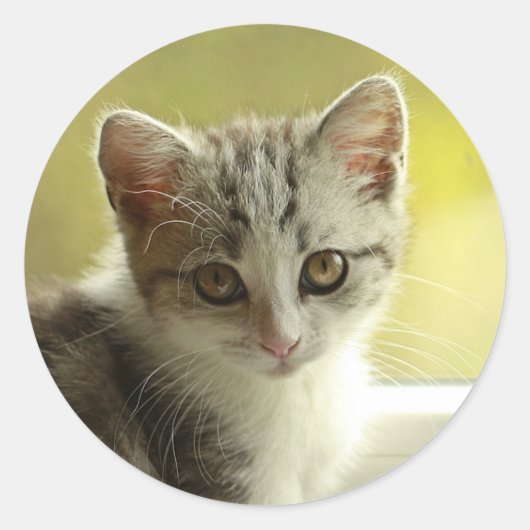 Zoet Kittengezicht Ronde Sticker (Voorkant)