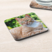 Zoet klein kat bier onderzetter (Linkerzijde)