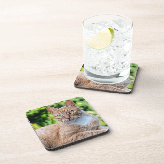Zoet klein kat bier onderzetter (Rechterzijde)