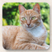 Zoet klein kat bier onderzetter (Voorkant)