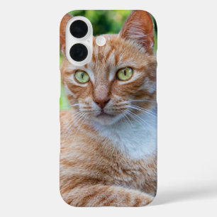 Zoet klein kat iPhone 16 hoesje