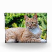 Zoet klein kat fotoblokken (Voorkant)