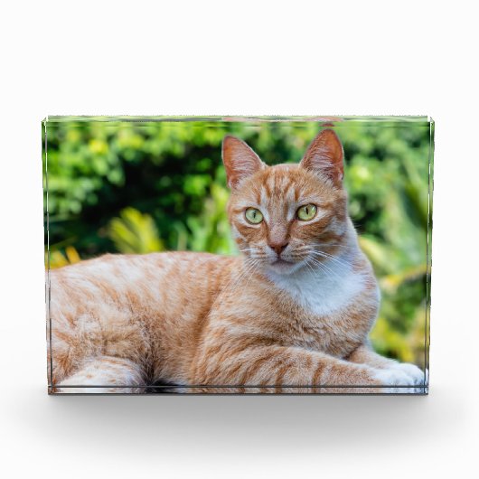 Zoet klein kat fotoblokken (Voorkant)