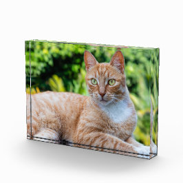 Zoet klein kat fotoblokken