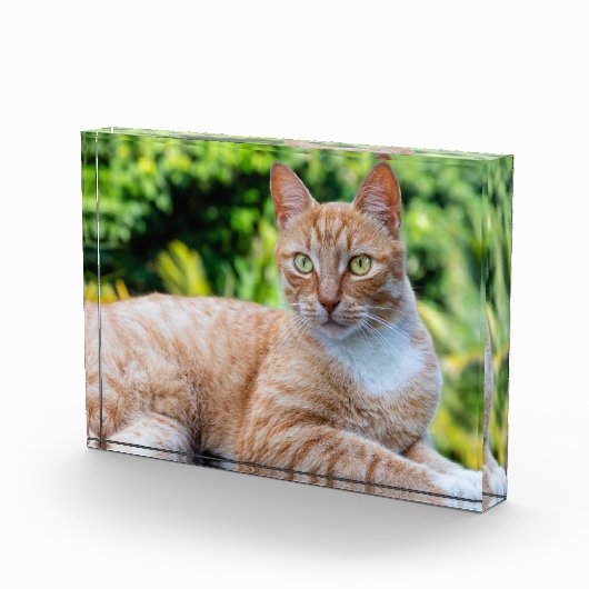 Zoet klein kat fotoblokken (Rechts)