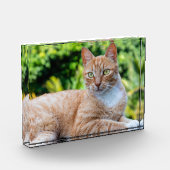 Zoet klein kat fotoblokken (Links)