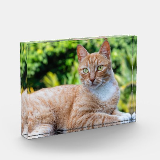 Zoet klein kat fotoblokken (Links)