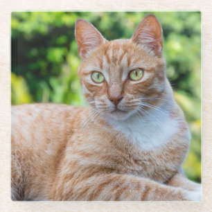Zoet klein kat glazen onderzetter