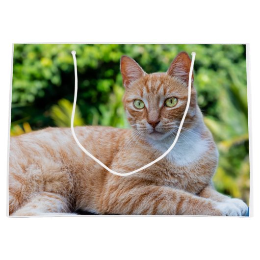 Zoet klein kat groot cadeauzakje (Voorkant)