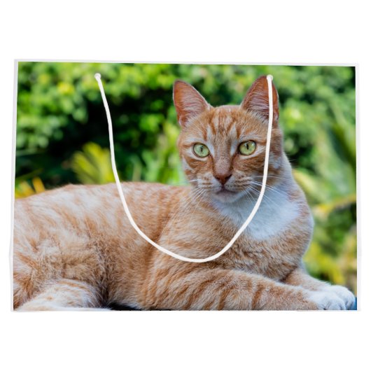 Zoet klein kat groot cadeauzakje (Achterkant)