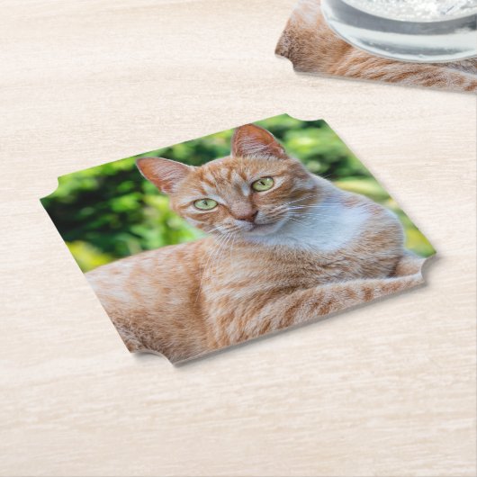 Zoet klein kat kartonnen onderzetters (Gekanteld)