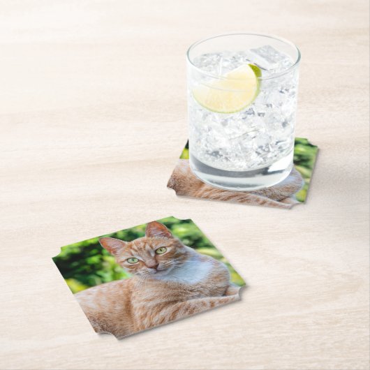 Zoet klein kat kartonnen onderzetters (Insitu)