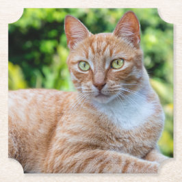 Zoet klein kat kartonnen onderzetters