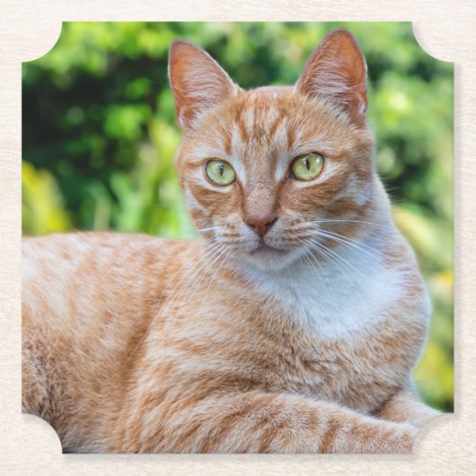 Zoet klein kat kartonnen onderzetters (Voorkant)