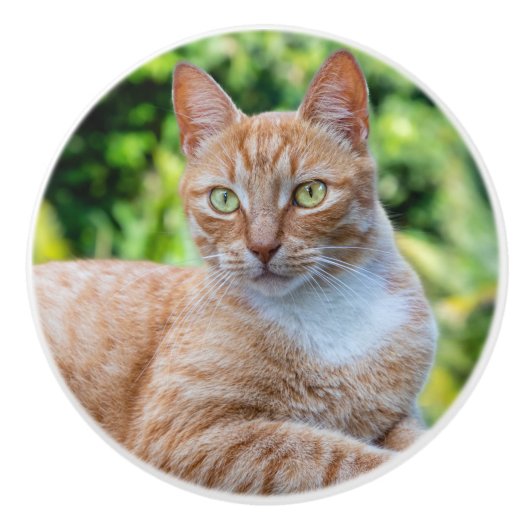 Zoet klein kat keramische knop (Voorkant)