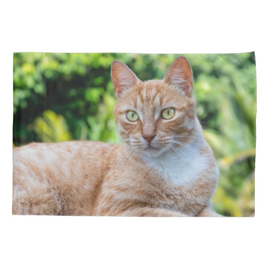 Zoet klein kat kussensloop (Achterkant)