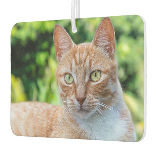 Zoet klein kat luchtverfrisser (Links)