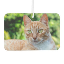 Zoet klein kat luchtverfrisser