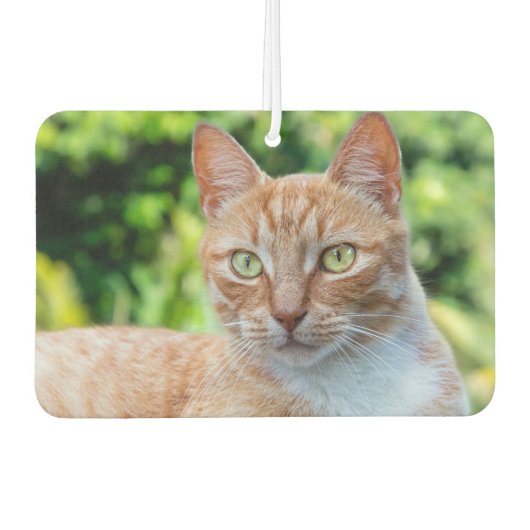 Zoet klein kat luchtverfrisser (Voorkant)