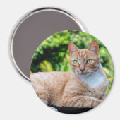 Zoet klein kat magneet (Voorkant / Achterkant)