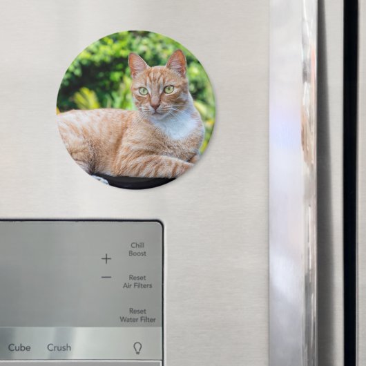 Zoet klein kat magneet (Insitu (Koelkast))