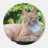 Zoet klein kat magneet (Voorkant)